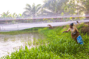 Through PIND's facilitation Fish Farmers can now access quality Fish Feed through input credit from Agro-Dealers.